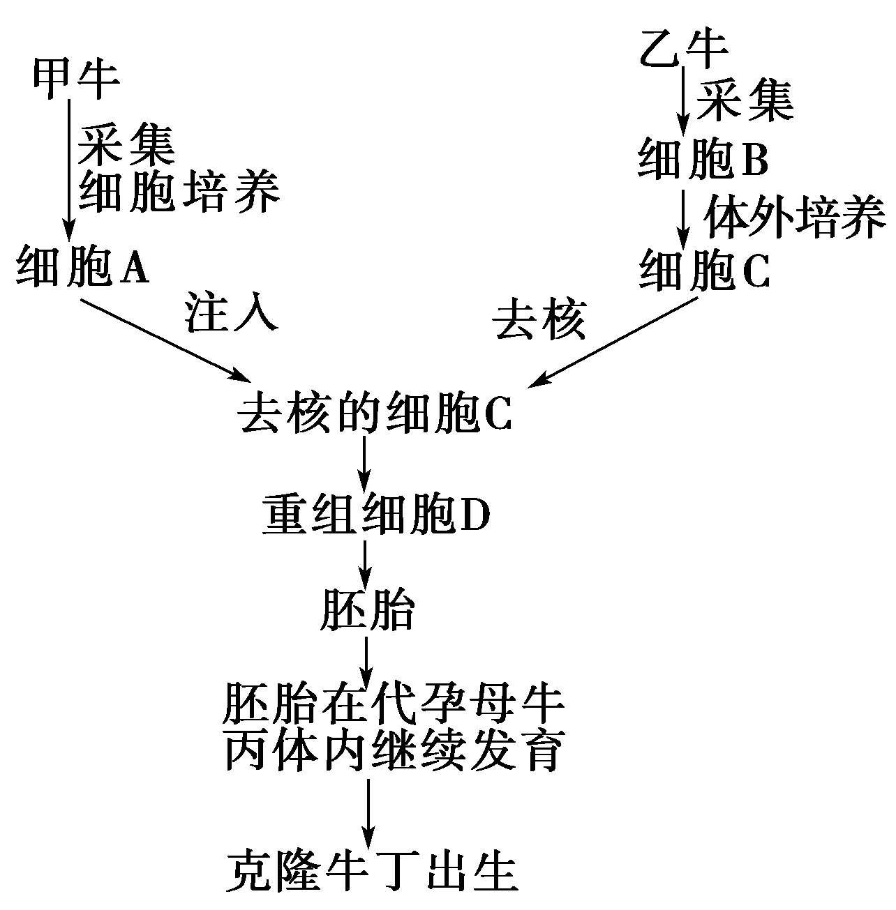 克隆过程图片