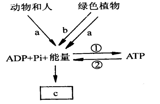 下图是有关adp转化成atp时所需能量的主要来源示意图据图回答下列问题