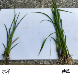 近年来发现,水稻田中的稗草多数都直立生长,其幼苗与水稻非常相似,不
