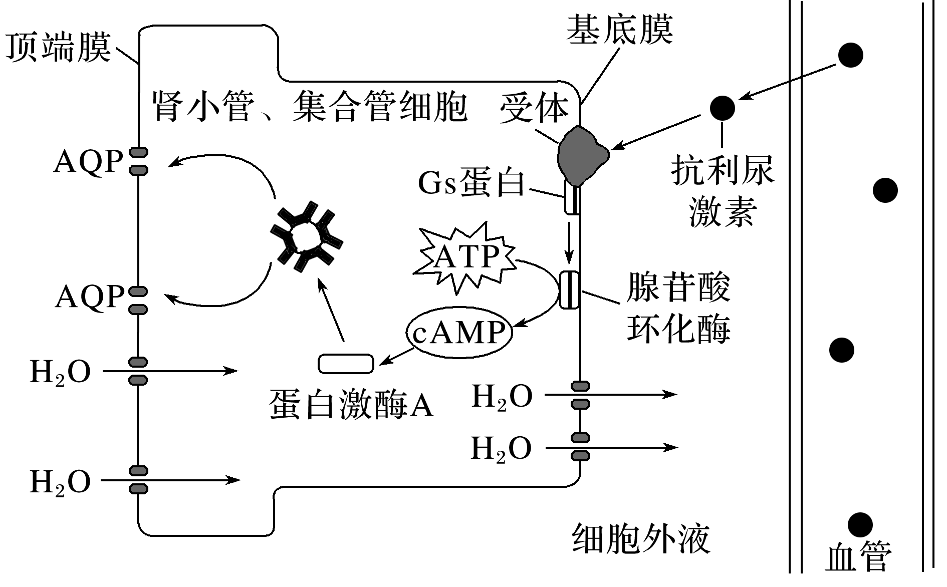 抗利尿激素与肾小管,集合管细胞上受体结合后,通过调节作用导致顶端膜