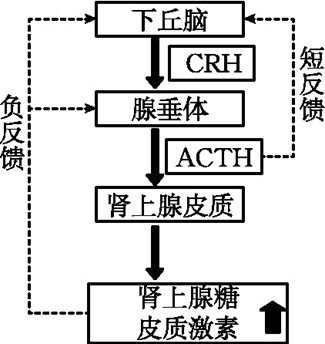 可的松是一種糖皮質激素類藥物,其具有抗炎作用,從而