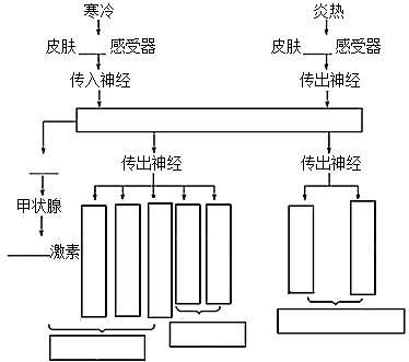 (5)体温调节的模型(4)人体主要的产热器官是