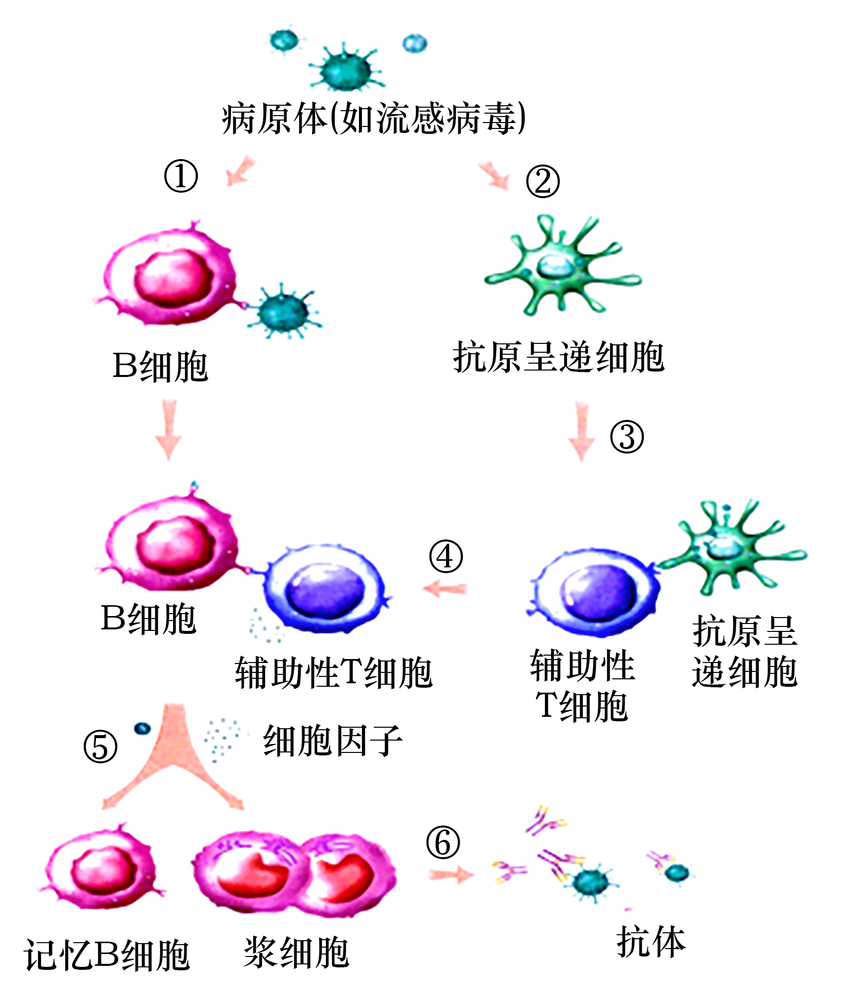 体液免疫 主要靠抗体作战的方式