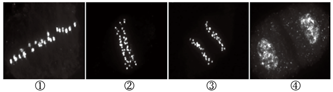 5. 下圖①～④為二倍體水稻花粉母細胞減數分裂Ⅰ過程的顯微圖像.