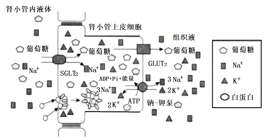 重吸收过程图解图片