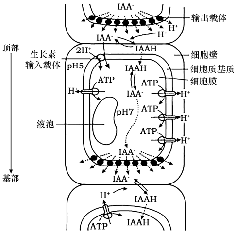 生长素iaa是对植物生长有重要调节作用的植物激素存在解离型iaa和非