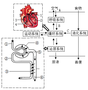 肝的血液循环途径图图片