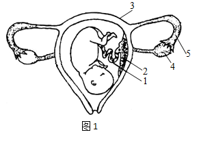 胎儿附属物手绘图图片