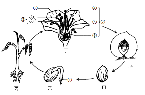 下圖為被子植物的生命週期請據圖回答下列問題