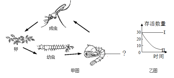 昆虫的生殖方式图片