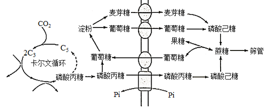 小麥的葉綠體在白天光合作用製造澱粉,晚上可將澱粉降解.