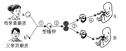 人的生殖和胚胎发育是个复杂的过程