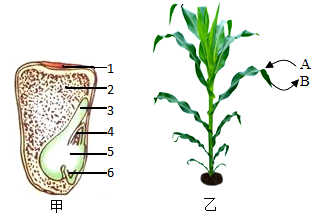 玉米胚结构简图图片