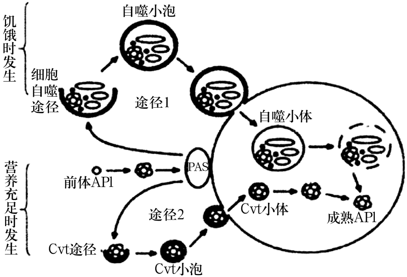 酵母菌生殖方式图片