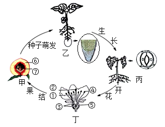 一棵小桃树结构图图片