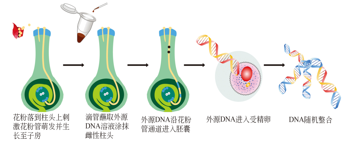 基因枪法图片图片