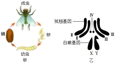 昆虫的生殖方式图片