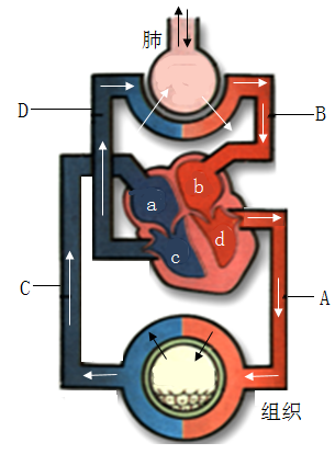 血液循环示意图简易图片