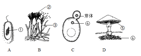 下面是部分细菌和真菌的形态结构示意图,据图判断相关说法是否正确