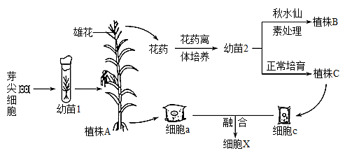 杂交育种流程图图片