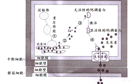 选修2-稳态与调节-平衡石淀粉体向地生长