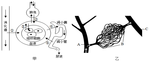 其中的序号表示生理过程;图乙是人体三种血管关系示意图