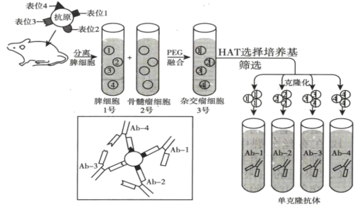 下圖為單克隆抗體的製備過程圖中的抗原表位指抗原分子中決定抗原特異