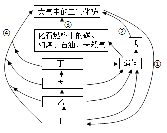 下图为生态系统的碳循环示意图