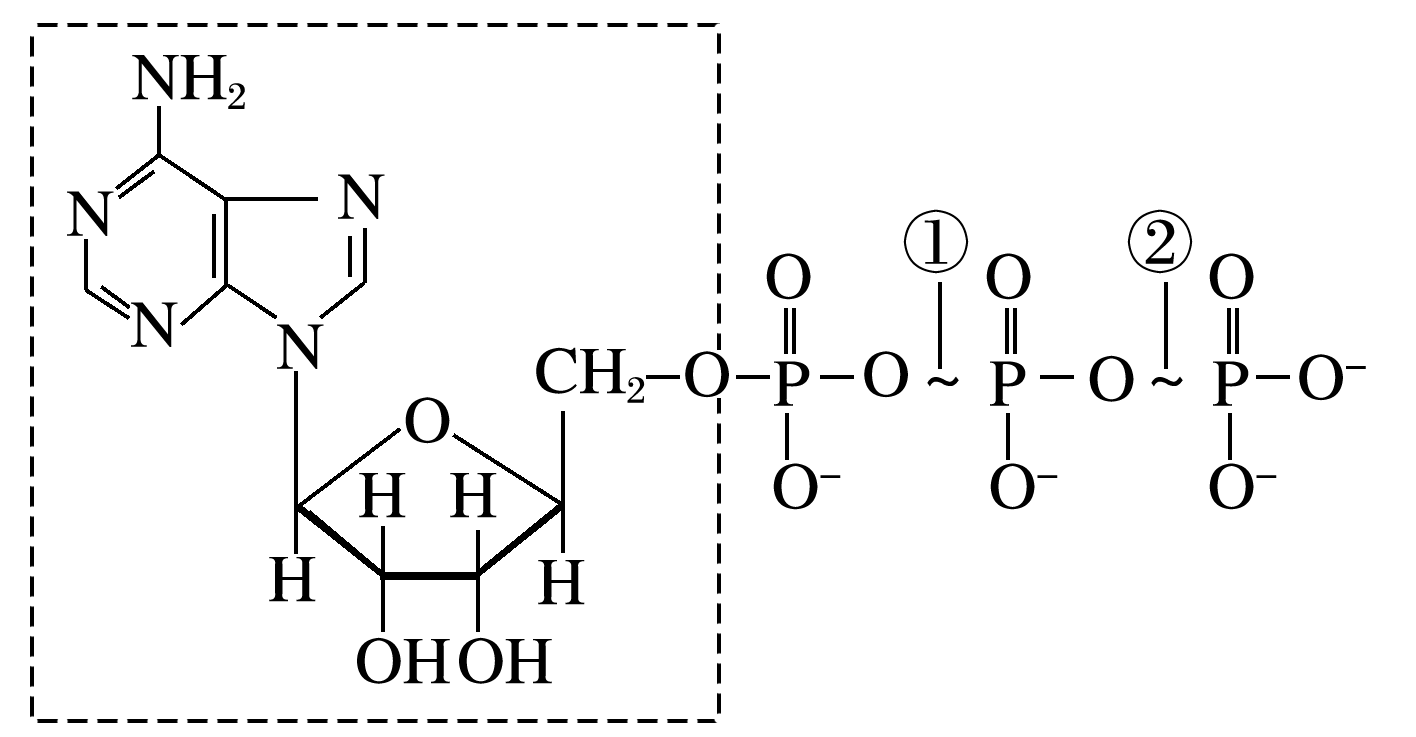 atp是腺嘌呤核苷的衍生物如图是atp的分子结构图下列有关叙述错误的是
