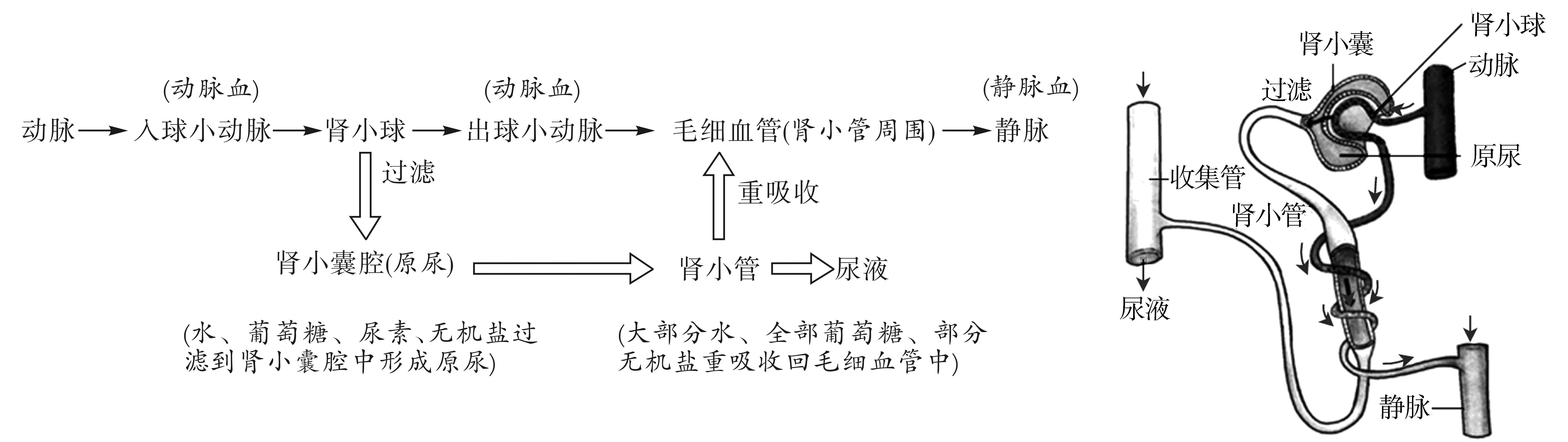 ①肾小球的过滤作用：人体的代谢废物由血液运输到肾脏。当血液流经肾小