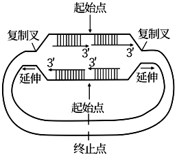 环状双链dna复制图解图片