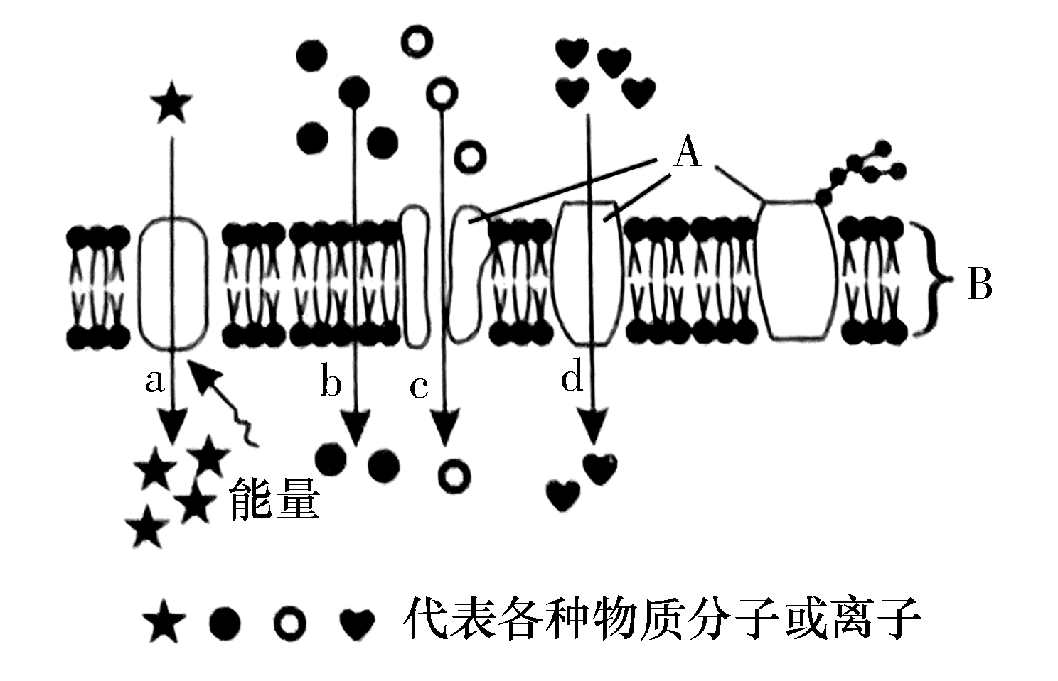 下图为物质进出细胞方式的模式图ab表示细胞膜的组成成分abcd表示物质