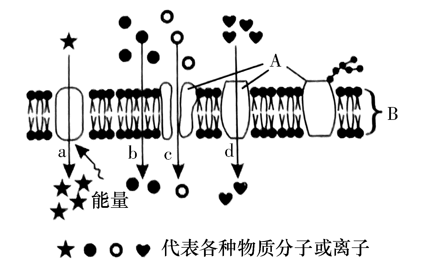 细胞膜物质进出图片