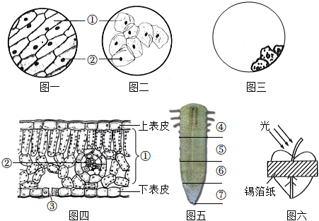 葵花籽内部结构图图片