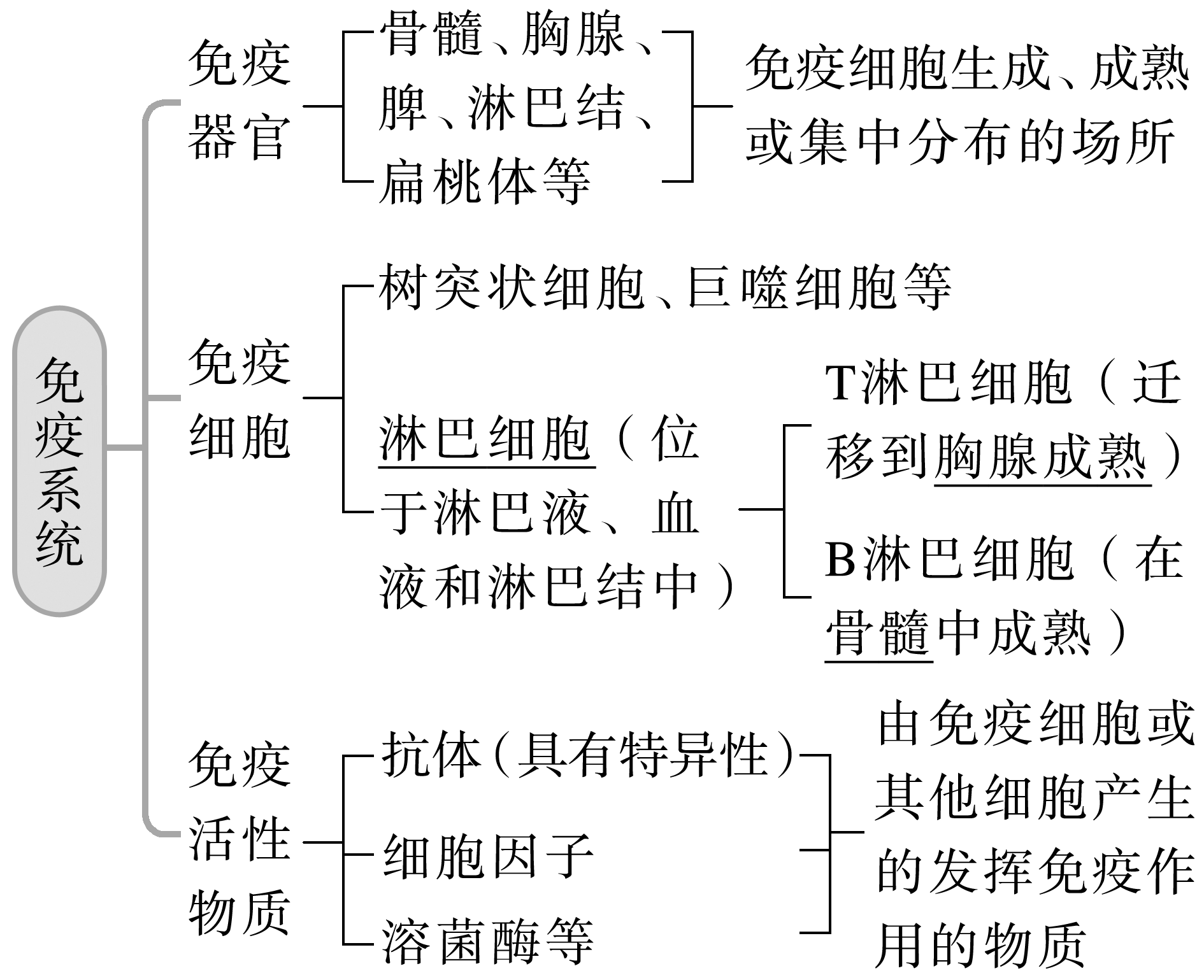 高中免疫系统图解图片