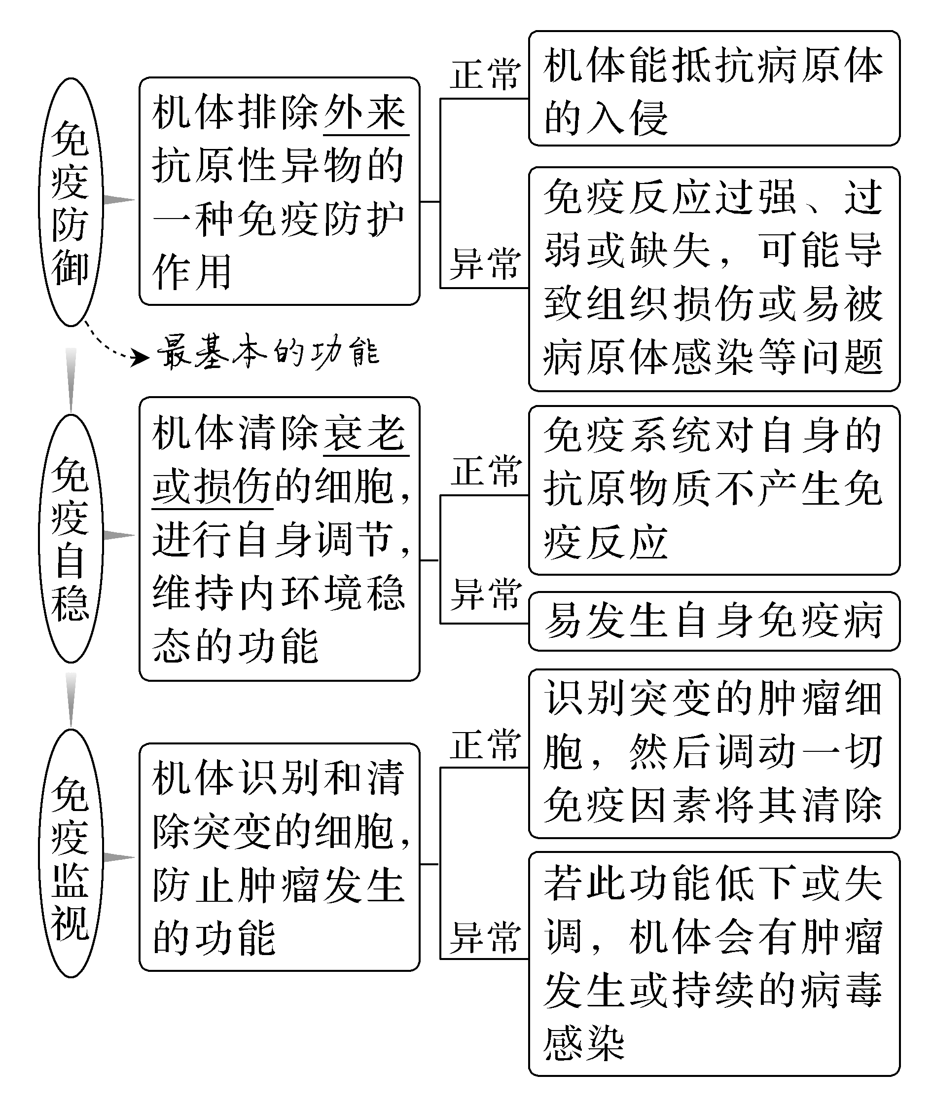 高中免疫系统图解图片