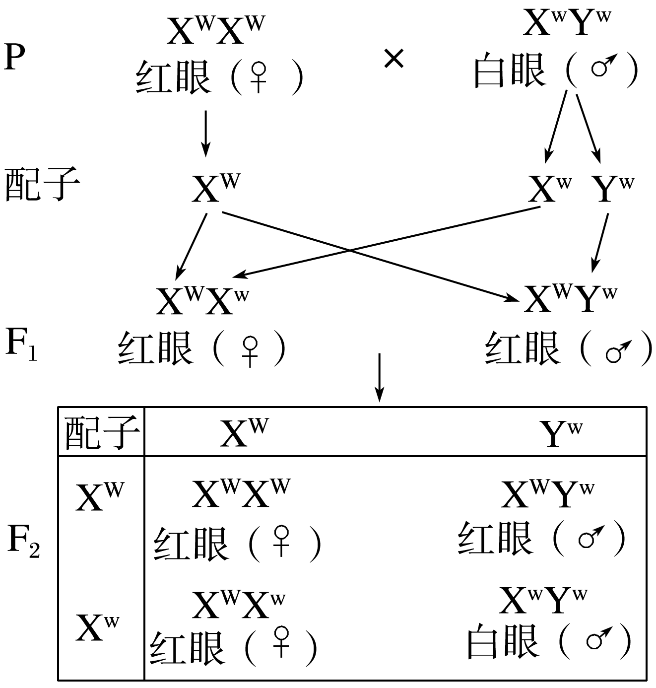 基因在染色体上示意图图片