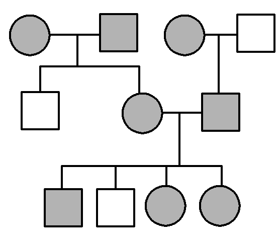 伴性遗传图解分析图片