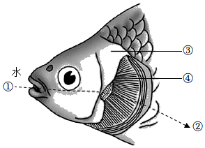 如图是鱼在水中呼吸的示意图,下列有关说法不正确的是()a