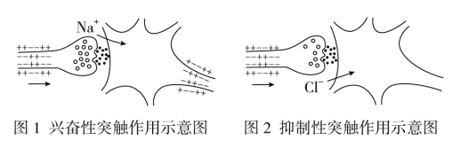 图1和图2分别为兴奋性突触和抑制性突触作用的示意图，下列有关说法正确的是（　　）