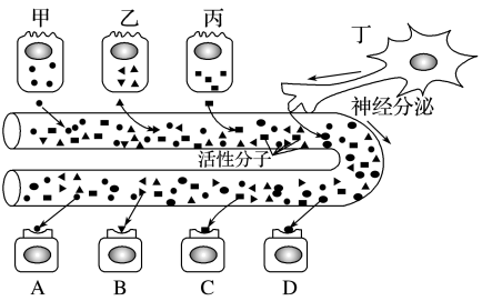 甲～丁表示不同的分泌细胞，a～d表示不同的靶细胞。据图回答下列问题：