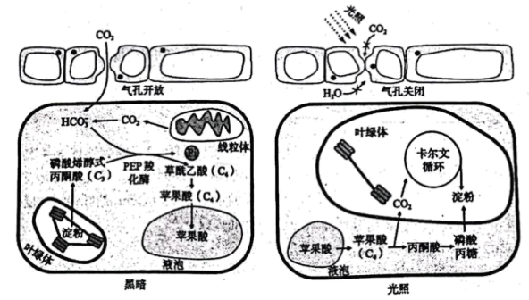 組卷網>高中生物綜合庫>分子與細胞>細胞的結構和功能>細胞膜和細胞壁