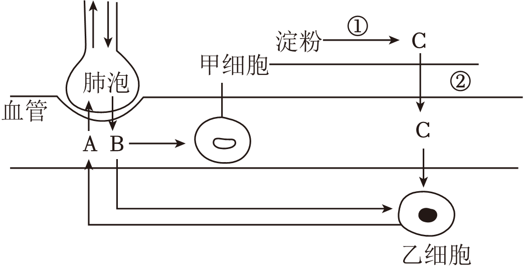 人体新陈代谢简图图片