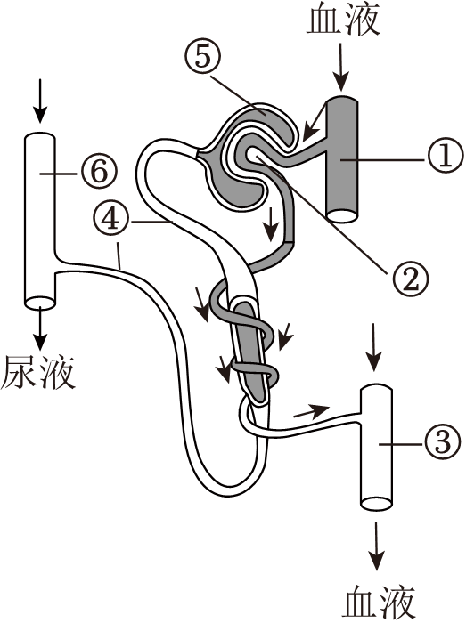 如图是尿的形成过程示意图