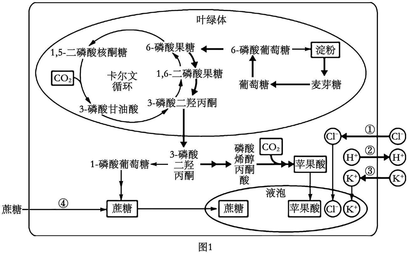 植物在光合作用过程中必须与周围环境发生物质交换,与此同时会发生