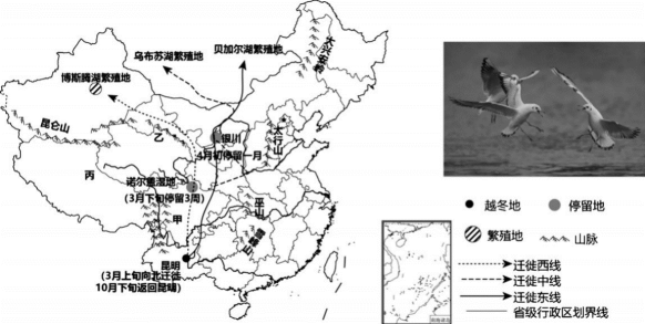 下图为"红嘴鸥我国境内迁徙示意图,完成下面小题.