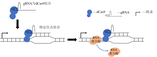 CRISPR/dCas9基因抑制系统来源于CRISPR/Cas9，Cas9酶能够切割核酸片段，当其特定的结构区域发生改变后，失去切割功能，称为 ...