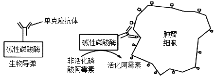 性。（注：碱性磷酸酶广泛分布于人体肝脏、骨骼、肠、肾等组织器官中）