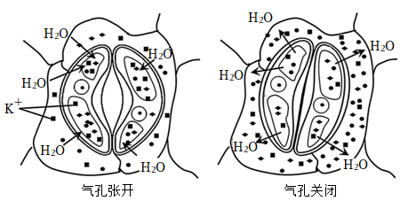 保卫细胞怎么画图片