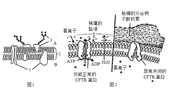 传入侧支性抑制示意图图片